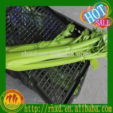 Chinese Green Fresh Celery Price